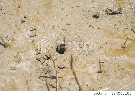 Crab. Animal on mud sand beach 114003100