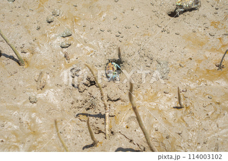 Crab. Animal on mud sand beach Crab. Animal on mud sand beach 114003102