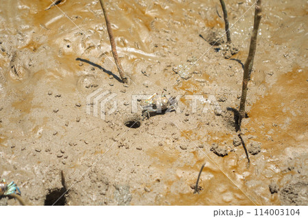 Crab. Animal on mud sand beach 114003104