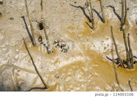 Crab. Animal on mud sand beach 114003106