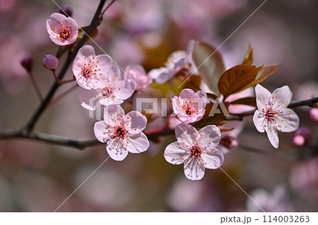 Springtime. Beautiful flowering Japanese cherry - Sakura. Colorful background with flowers  and sun on a spring day. 114003263