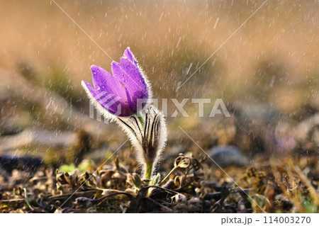 Spring and springtime flower in the rain.  Blooming beautiful flowers on a meadow in nature. Pasque flower and sun with a natural colored background. (Pulsatilla grandis) 114003270