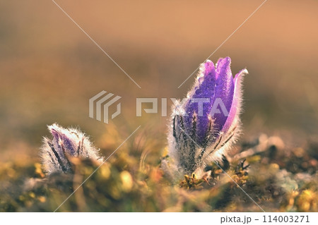 Spring flowers. Beautifully blossoming pasque flower and sun with a natural colored background. (Pulsatilla grandis) 114003271