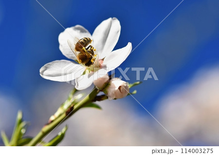 A beautifully blooming tree with a bee collecting nectar. Sunny spring day in nature. Macro shot with colorful, natural and blurred backgrounds. A beautifully blooming tree with a bee collecting nectar. Sunny spring day in nature. Macro shot with colorful, natural and blurred backgrounds. 114003275