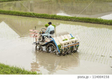 田植えをするシニア　水田と田植え機　施肥機で育苗を植える作業者　農作業イメージ　イメージ素材 114004158