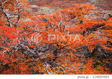 Golden forest in Patagonia Golden forest in Patagonia 114005005