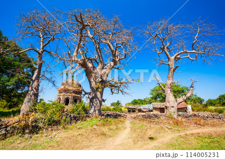 Baobab trees in Mandu, India 114005231