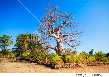Baobab trees in Mandu, India 114005235