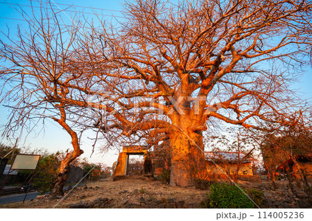 Baobab trees in Mandu, India 114005236