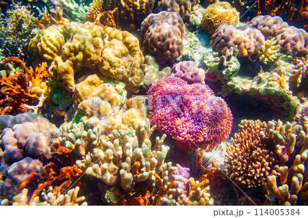 Underwater coral reef tropical landscape 114005384