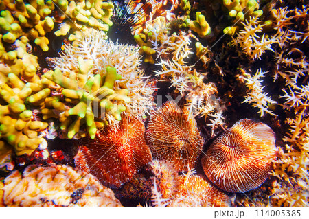 Underwater coral reef tropical landscape 114005385