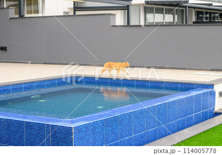 Shorthair red tabby cat, with orange eyes, walking near the swimming pool in the hotel. The concept of love for domestic animals veterinary clinics, sites about cats, for cat food. 3 114005778