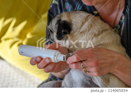 Clipping a dog's nails with an electric scratcher. Dog grooming.5 Clipping a dog's nails with an electric scratcher. Dog grooming.5 114005854