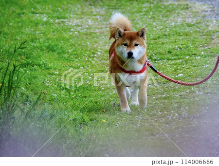 さくら咲く野道を散歩するワンちゃん。 さくら咲く野道を散歩するワンちゃん。 114006686