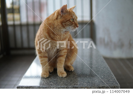 寝たいけど周りが気になる猫 寝たいけど周りが気になる猫 114007049