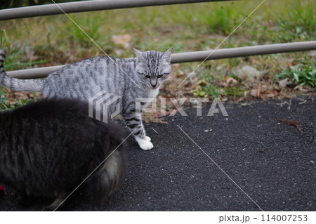 仲良くご飯を食べる猫 仲良くご飯を食べる猫 114007253
