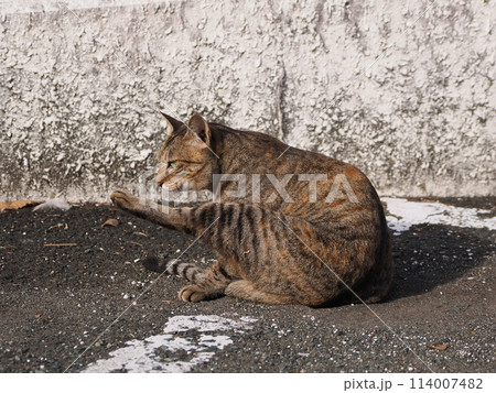 日向でゴロゴロする猫 114007482