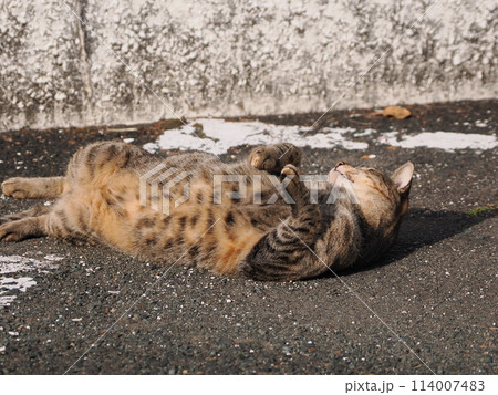 日向でゴロゴロする猫 114007483