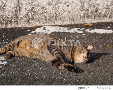 日向でゴロゴロする猫 日向でゴロゴロする猫 114007485