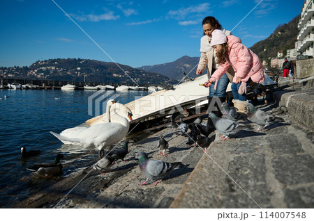 Happy mother and daughter on the lakefront of the Como city, feeding beautiful white swans with bread, they are taking it directly from her hand. Small boats the waterfront. Mountains on background 114007548