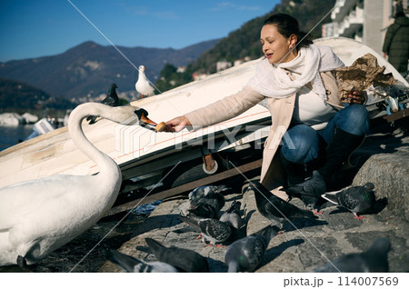 Lifestyle portrait of a pretty woman feeding a white swan with a bird, sitting on the lakefront of the city of Como. People and animals. Tourism and travel concept. Alpine mountains on the background Lifestyle portrait of a pretty woman feeding a white swan with a bird, sitting on the lakefront of the city of Como. People and animals. Tourism and travel concept. Alpine mountains on the background 114007569