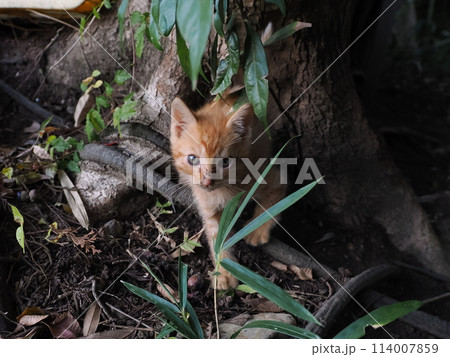 薄暗い雑木林で生まれた子猫 114007859