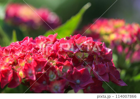 花菖蒲と紫陽花の花咲く太宰府天満宮 114007866