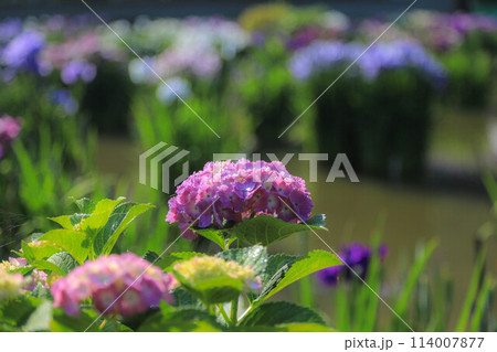 花菖蒲と紫陽花の花咲く太宰府天満宮 114007877