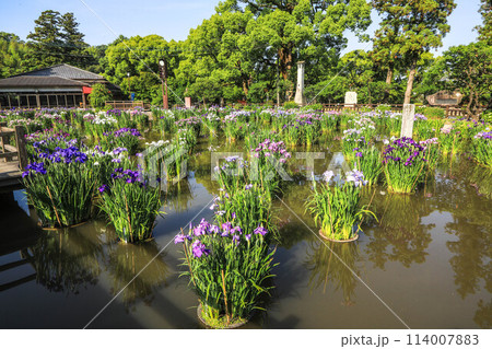花菖蒲と紫陽花の花咲く太宰府天満宮 114007883