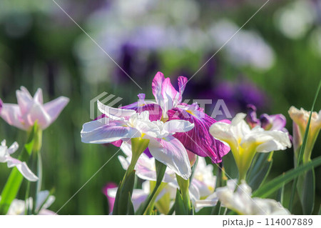 花菖蒲と紫陽花の花咲く太宰府天満宮 114007889