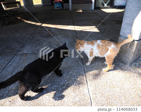 元気に遊ぶ猫が時々スイッチオフ 114008033