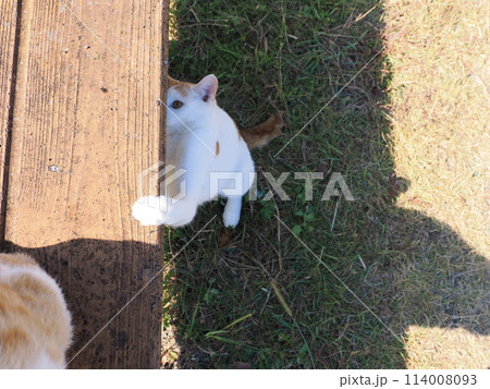 元気に遊ぶ猫が時々スイッチオフ 元気に遊ぶ猫が時々スイッチオフ 114008093