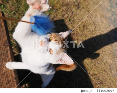 元気に遊ぶ猫が時々スイッチオフ 元気に遊ぶ猫が時々スイッチオフ 114008097