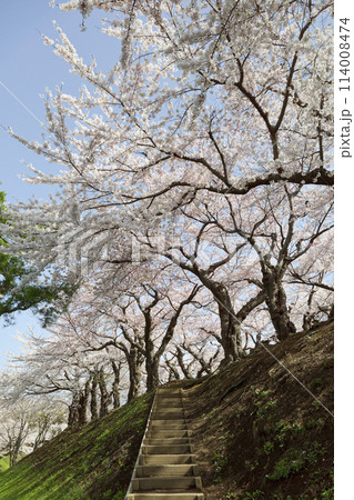 五稜郭公園の桜 五稜郭公園の桜 114008474