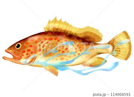 カラフルで綺麗な魚キジハタのイラスト 114008591