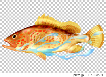 カラフルで綺麗な魚キジハタのイラスト 114008591