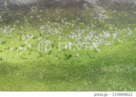 Moss and mold on the wall Moss and mold on the wall 114008622