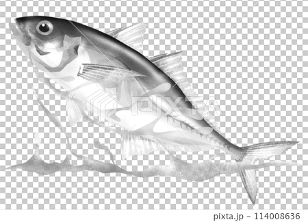 活潑的魚竹莢魚在水面跳躍的插圖 114008636