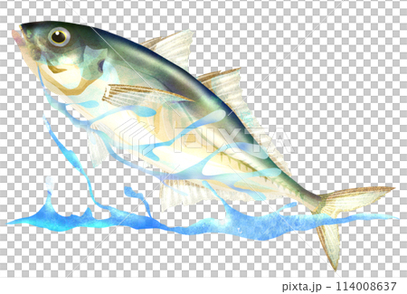 夏季堤岸釣魚經典竹莢魚插畫 114008637