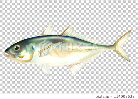 魚竹莢魚的現實例證 114008638