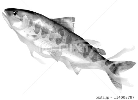 川魚アマゴのリアル白黒イラスト 114008797