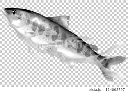 川魚アマゴのリアル白黒イラスト 114008797