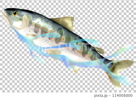 amago 的真實插圖,一種現在當季的魚 amago 的真實插圖,一種現在當季的魚 114008800