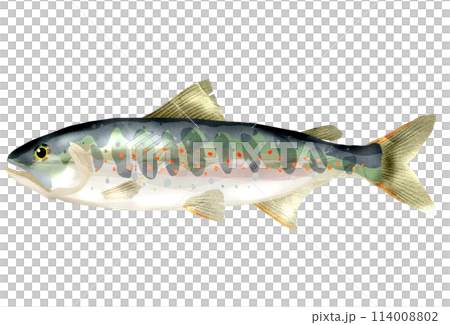 Realistic illustration of river fish amago 114008802