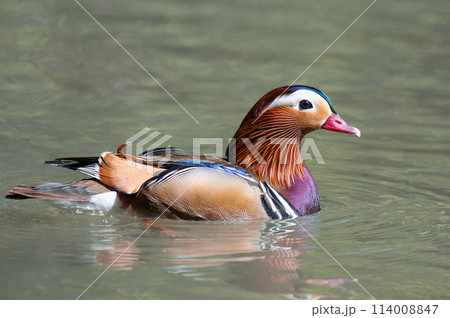 Mandarin Duck 114008847