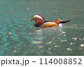 Mandarin Duck 114008852