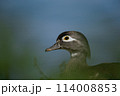 Wood duck in Racconigi 114008853