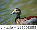 Ringed Teal on a pond 114008855