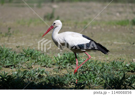 White Stork in Racconigi 114008856