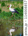 White Stork in Racconigi 114008857